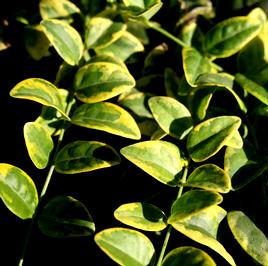 SILVER AND GOLD VINCA