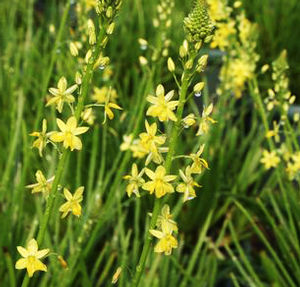 SHORTY YELLOW ROCK LILY