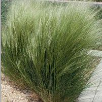 MEXICAN FEATHER GRASS