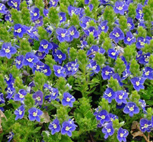 TIDAL POOL PROSTRATE SPEEDWELL