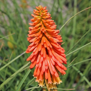 PAPAYA POPSICLE™ RED HOT POKER