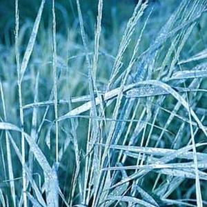 DEWEY BLUE SWITCH GRASS