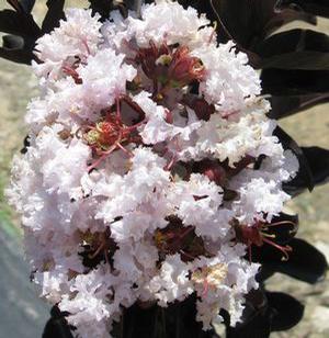 BLACK DIAMOND® BLUSH CRAPEMYRTLE