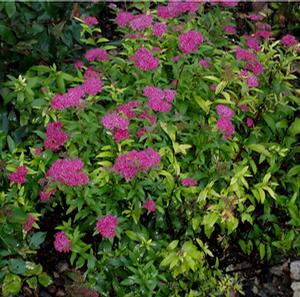 RED LACE™ SPIRAEA