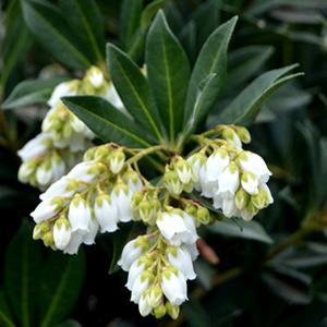 SOUTHERN LADY® PIERIS