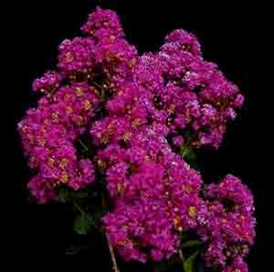 BRADBERRY WINE™ CRAPEMYRTLE