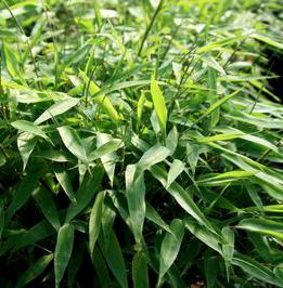 HARDY CLUMPING BAMBOO