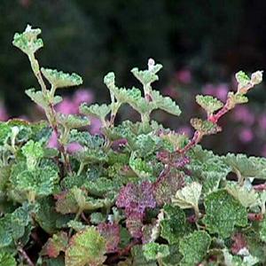 EMERALD CARPET CREEPING RASPBERRY