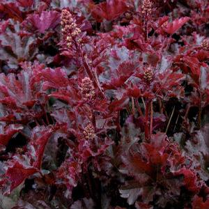 CRIMSON CURLS CORAL BELLS