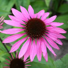 PROFUSION CONEFLOWER