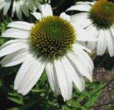 AVALANCHE CONEFLOWER