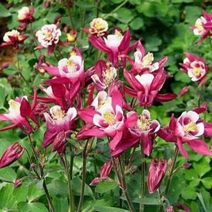WINKY RED & WHITE COLUMBINE