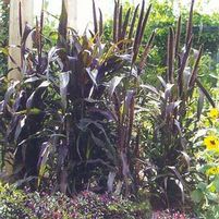 PURPLE MAJESTY ORNAMENTAL MILLET