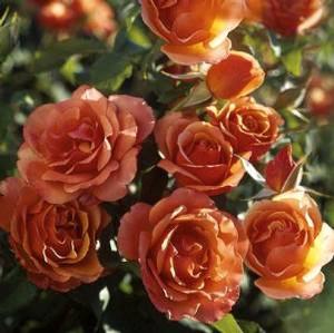 TUSCAN SUN FLORIBUNDA ROSE