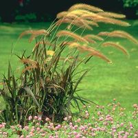 BURGUNDY GIANT FOUNTAIN GRASS