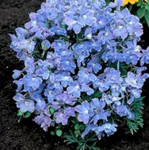 SUMMER BLUES DELPHINIUM