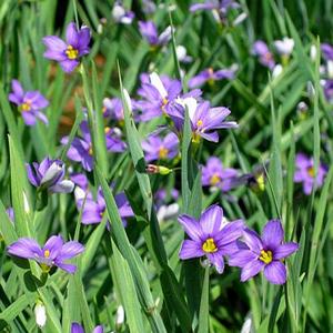 LUCERNE BLUE-EYED GRASS