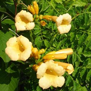 SNAZZY BRASS™ TRUMPET VINE