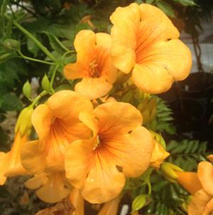 SUMMER JAZZ™ GOLD TRUMPET VINE