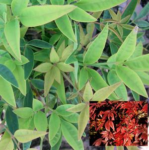 SASSY LADY™ NANDINA