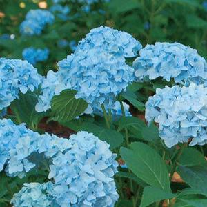 MINI PENNY™ ROYAL MAJESTICS® HYDRANGEA