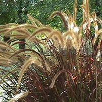 EATON CANYON DWARF FOUNTAIN GRASS