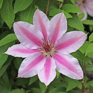 NELLY MOSER CLEMATIS