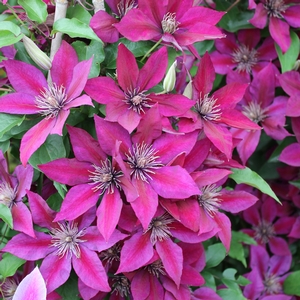 PICARDY™ CLEMATIS