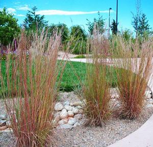 BLAZE LITTLE BLUESTEM