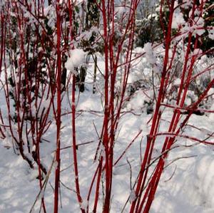 BATON ROUGE™ DOGWOOD