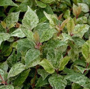SNOW STORM BEAUTYBERRY