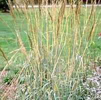 SIOUX BLUE INDIAN GRASS