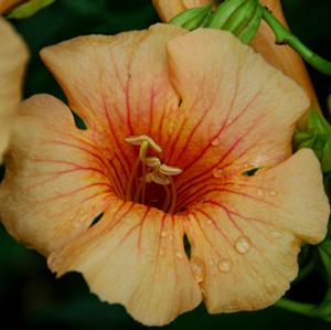 SUMMER JAZZ™ SUNRISE GOLD TRUMPET VINE