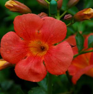 SUMMER JAZZ™ TANGERINE TRUMPET VINE