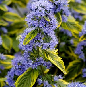 SUMMER SORBET BLUEBEARD