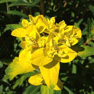 SOLID GOLD EUPHORBIA