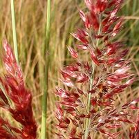 PINK CRYSTALS RUBY GRASS