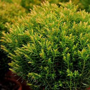 SIENNA SUNSET ARBORVITAE