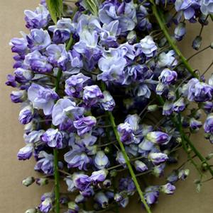 ED'S BLUE DRAGON WISTERIA
