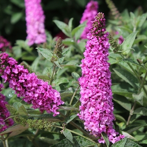 LO & BEHOLD® PINK MICRO CHIP BUTTERFLY BUSH