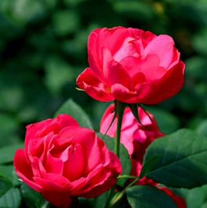 OSO EASY DOUBLE RED® ROSE