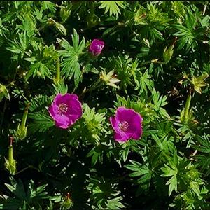 CRANESBILL GERANIUM