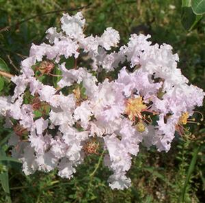 LAFAYETTE MINIATURE CRAPEMYRTLE