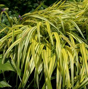 VARIEGATED JAPANESE FOREST GRASS