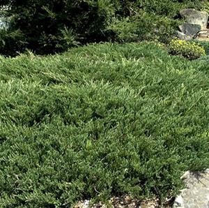 YOUNGSTOWN ANDORRA JUNIPER