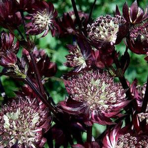 STAR OF FIRE BARRENWORT