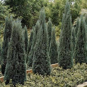 GRAY GLEAM JUNIPER