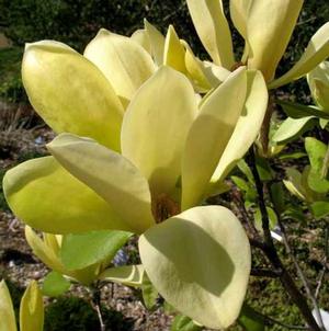 SOLAR FLARE MAGNOLIA