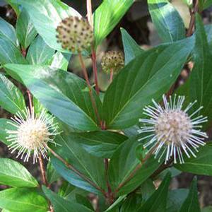 CHINESE BUTTONBUSH