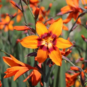 EMILY MCKENZIE MONTBRETIA